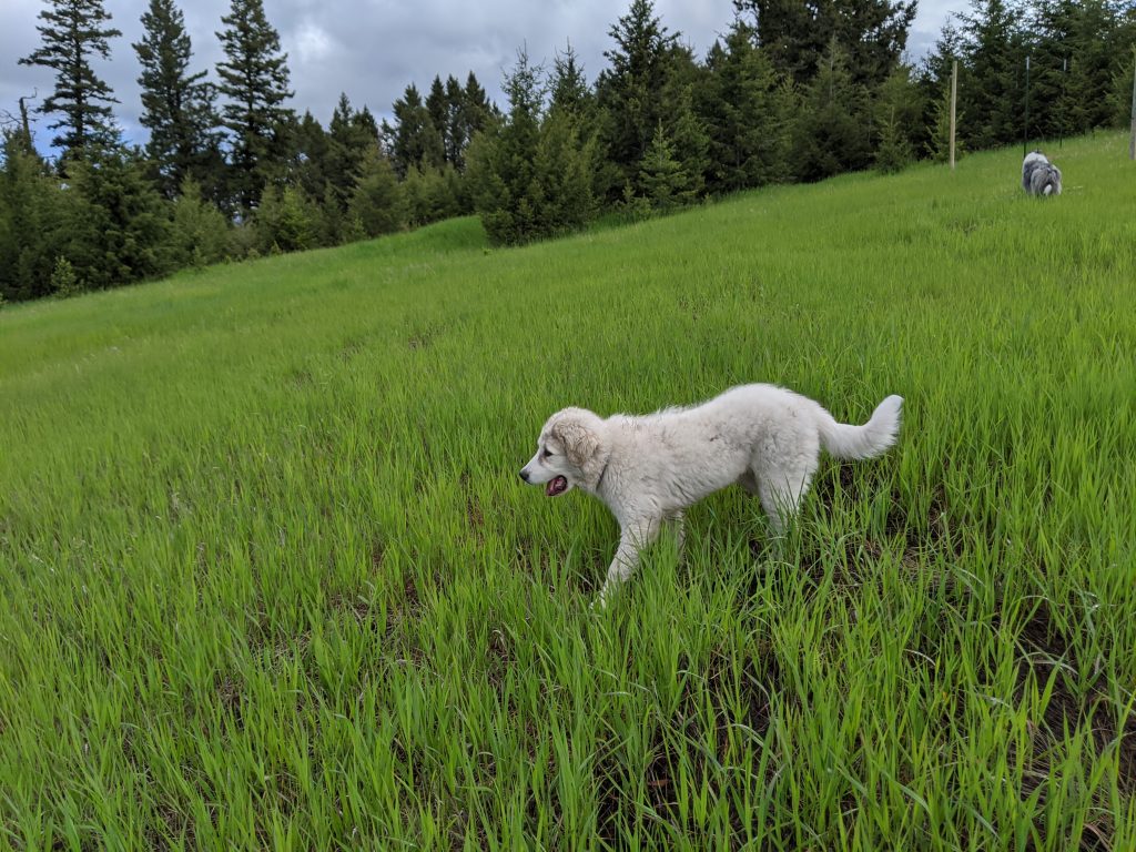 a great Pyrenees puppy walking in a field of grass